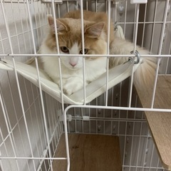 アイリスオーヤマ　キャットケージの画像