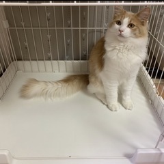 アイリスオーヤマ　キャットケージの画像