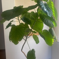 観葉植物　大型曲がりフィカスウンベラータの画像