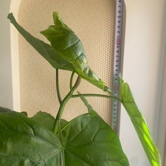 観葉植物　大型曲がりフィカスウンベラータの画像