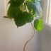 ランキングキーワードに紐づく投稿画像-観葉植物
