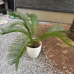 ソテツの画像
