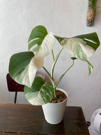 モンステラ ホワイトタイガー