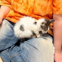 赤ちゃん猫　水玉模様が可愛い猫ちゃんです。