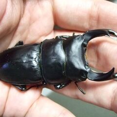 三重県産オオクワガタ F1 ♂72.7ミリ ♀47.7ミリ ペアの画像