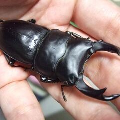 三重県産オオクワガタ F1 ♂72.7ミリ ♀47.7ミリ ペアの画像