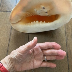 貝の画像