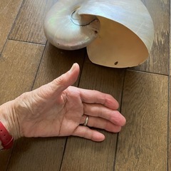 貝の画像