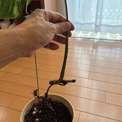 モンステラ斑入りホワイトタイガー
の画像