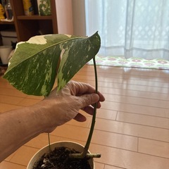 モンステラ斑入りホワイトタイガー
の画像