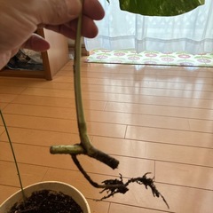 モンステラ斑入りホワイトタイガー
の画像