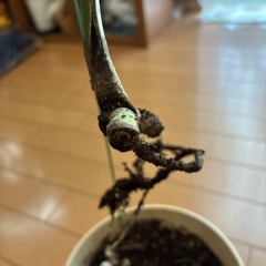 モンステラ斑入りホワイトタイガー
の画像