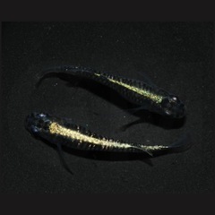 黒幹之カガミ鱗 改良メダカ無人販売 GMめだか にて1匹〜販売中‼︎ 全国発送も承ります‼︎の画像