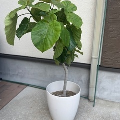 大型　フィカス　ウンベラータの画像
