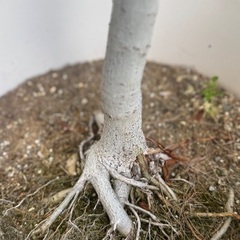 大型　フィカス　ウンベラータの画像