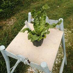  観葉植物　着生植物　板付け　希少　観葉植物アスプレニウム　クリスピーウェーブの画像