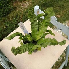  観葉植物　着生植物　板付け　希少　観葉植物アスプレニウム　クリスピーウェーブの画像