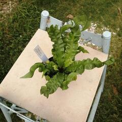  観葉植物　着生植物　板付け　希少　観葉植物アスプレニウム　クリスピーウェーブの画像