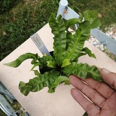  観葉植物　着生植物　板付け　希少　観葉植物アスプレニウム　クリスピーウェーブの画像