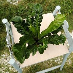 観葉植物　板付け　希少　観葉植物　アスプレニウム　コブラの画像