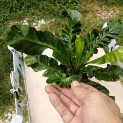 観葉植物　板付け　希少　観葉植物　アスプレニウム　コブラの画像
