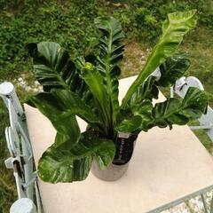 観葉植物　板付け　希少　観葉植物　アスプレニウム　コブラの画像