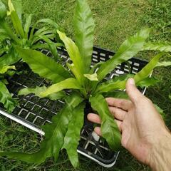 たっつん園芸　着生植物　板付け　希少　観葉植物　アスプレニウム　ビーナスの画像