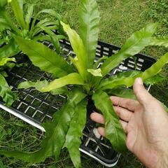 たっつん園芸　着生植物　板付け　希少　観葉植物　アスプレニウム　ビーナスの画像