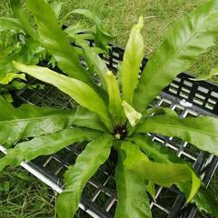 たっつん園芸　着生植物　板付け　希少　観葉植物　アスプレニウム　ビーナスの画像