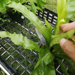 たっつん園芸　着生植物　板付け　希少　観葉植物　アスプレニウム　ビーナスの画像