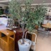 ランキングキーワードに紐づく投稿画像-観葉植物