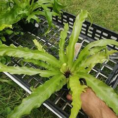 たっつん園芸　着生植物　板付け　希少　観葉植物　アスプレニウム　ビクトリアの画像