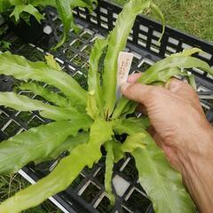 たっつん園芸　着生植物　板付け　希少　観葉植物　アスプレニウム　ビクトリアの画像