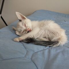 【急募!!】人懐っこいメスの子猫です！