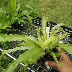 たっつん園芸　着生植物　板付け　希少　観葉植物　アスプレニウム　ビクトリアの画像