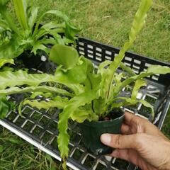 たっつん園芸　着生植物　板付け　希少　観葉植物　アスプレニウム　ビクトリアの画像