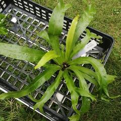 たっつん園芸　着生植物　板付け　希少　観葉植物　アスプレニウム　クリーシーの画像