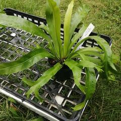 たっつん園芸　着生植物　板付け　希少　観葉植物　アスプレニウム　クリーシーの画像