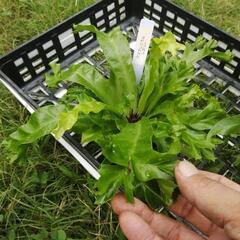 たっつん園芸　着生植物　板付け　希少　観葉植物　アスプレニウム　レスリーの画像