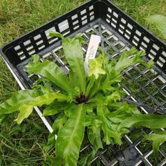 たっつん園芸　着生植物　板付け　希少　観葉植物　アスプレニウム　レスリーの画像
