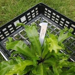 たっつん園芸　着生植物　板付け　希少　観葉植物　アスプレニウム　レスリーの画像