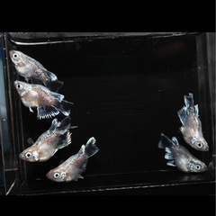 筑紫めだか様ブリード個体エンゼル1ぺアの画像