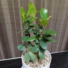 あげます　ガジュマルの木の画像