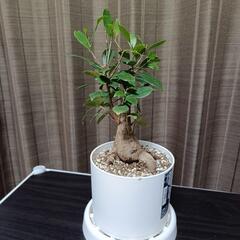あげます　ガジュマルの木の画像