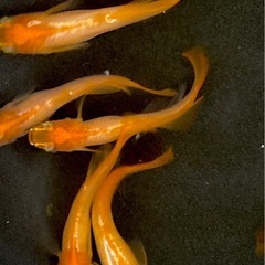 【現物のみ】楊貴妃ヒカリ体型メダカ雄7匹　菱形の尾鰭の画像