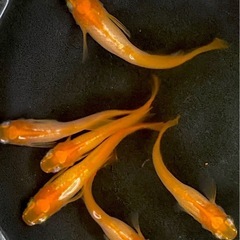 【現物のみ】楊貴妃ヒカリ体型メダカ雄7匹　菱形の尾鰭の画像
