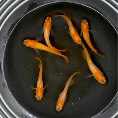【現物のみ】楊貴妃ヒカリ体型メダカ雄7匹　菱形の尾鰭の画像