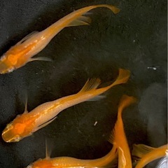 【現物のみ】楊貴妃ヒカリ体型メダカ雄7匹　菱形の尾鰭の画像