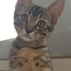 クロキジ優しい性格の男の子🐾