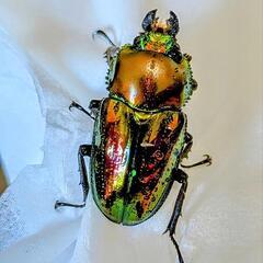 ニジイロクワガタペア♂1匹♀1匹 フリーサイズの画像